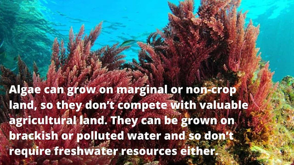 Economic Importance of Algae in India: Food, Medicine, and ...